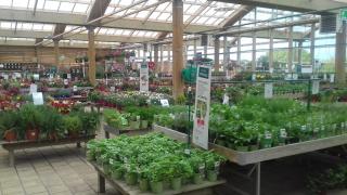 Fleuriste botanic Pontault-Combault 0