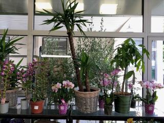 Fleuriste Maurepas Fleurs 2