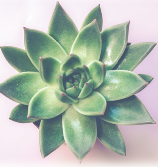 Fleuriste Au Cactus Médocain 0