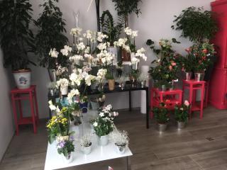 Fleuriste FLEURS D'Ô 0