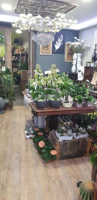 Fleuriste Nympheas 0