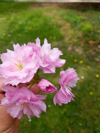 Fleuriste Carré Flore 0