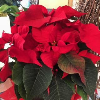 Fleuriste Au jardin de Flore 1