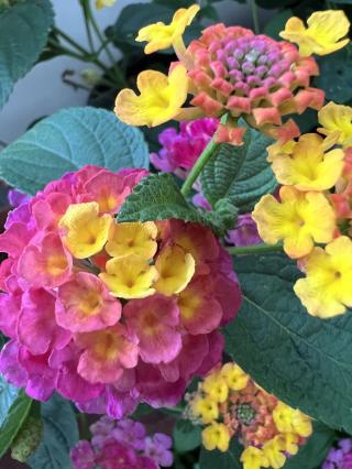 Fleuriste LE JARDIN FLEURI LAZAR & LE BLAY 0