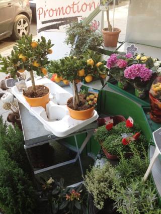 Fleuriste Les Fleurs de la Fontaine 0