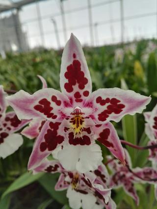 Fleuriste Les Orchidées de la Belle Etoile 1