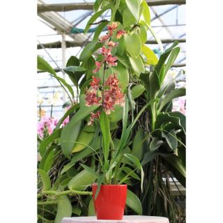 Fleuriste Les Orchidées de la Belle Etoile 0