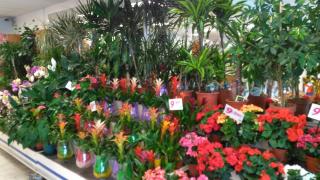 Fleuriste Génération Fleurs 0