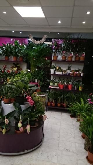Fleuriste Rapid Flore 0