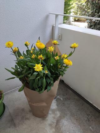 Fleuriste Acanthus | Fleuriste Bègles 0