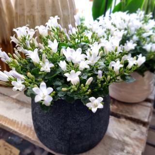 Fleuriste Le Petit Fleuriste Pessac 0