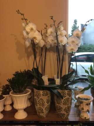 Fleuriste Fleur de Pollen 0