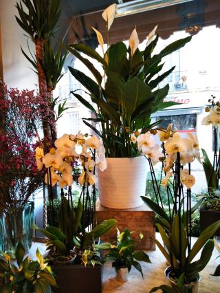 Fleuriste Aline Fleurs 0