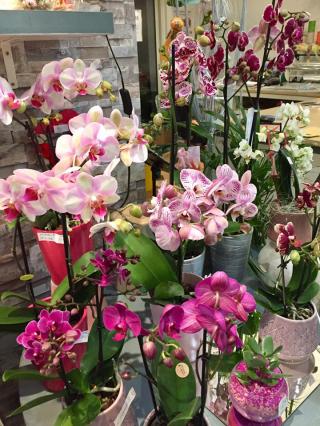 Fleuriste Aux Fleurs Parfumées, Fleuriste Saint Nazaire 0