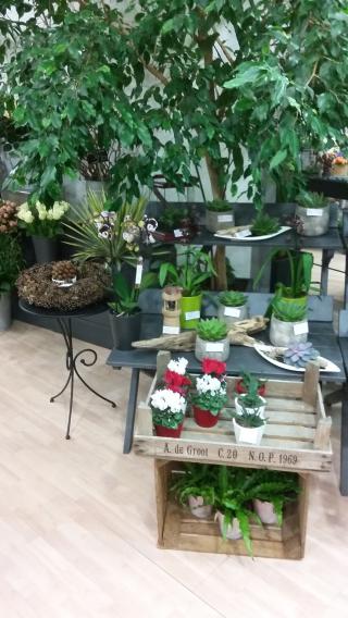 Fleuriste CACTUS CRÉATION 2