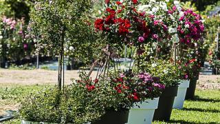 Fleuriste Rosiers D'argens 0