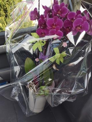 Fleuriste Horticulture Guyot 0