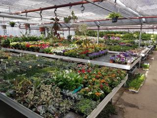 Fleuriste Horticulture Guyot 0