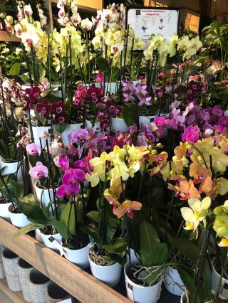 Fleuriste Orange et Vert 0