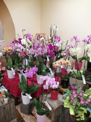 Fleuriste Perrot Fleurs 0