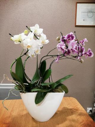 Fleuriste Perrot Fleurs 0