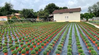 Fleuriste Combes Horticulteurs Bernard 0