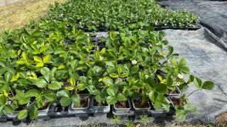 Fleuriste Combes Horticulteurs Bernard 0