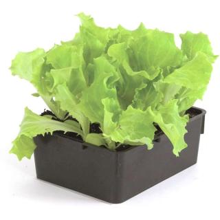 Fleuriste Combes Horticulteurs Bernard 0