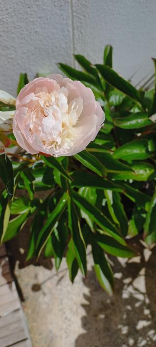 Fleuriste Vendee-fleurs 0