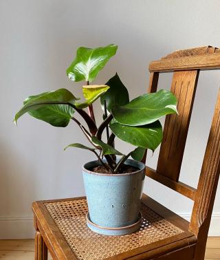 Fleuriste Fleuriste de quartier | L'Atelier de Brice 0