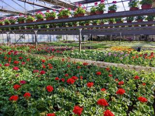 Fleuriste Boidin Claire et Justine 0