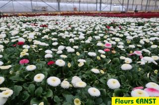 Fleuriste Fleurs Ernst 0