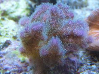 Fleuriste Animalerie des Nations 0