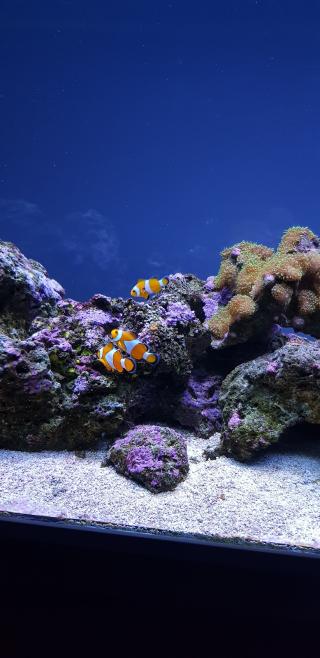 Fleuriste Animalerie des Nations 0