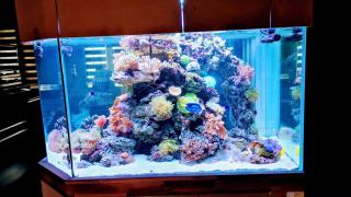 Fleuriste Animalerie des Nations 0