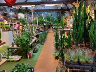 Fleuriste Crazy Precio 0