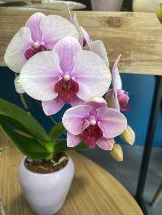 Fleuriste Esprit fleur 0