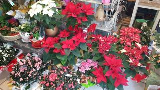 Fleuriste Da Silva Lopes Manuel 0