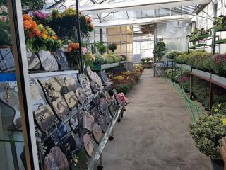 Fleuriste Dany Flore 1