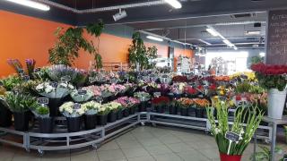 Fleuriste Hibiscus Fleurs 0