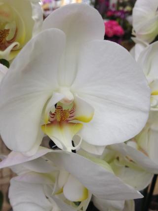 Fleuriste Fleuriste MAISON HANRAS interflora 0