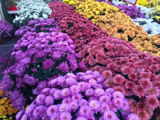 Fleuriste LE JARDIN DE BILLOM 1