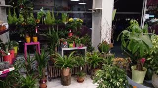 Fleuriste Rapid Flore 0