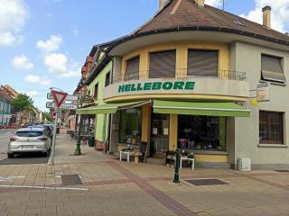 Fleuriste Hellebore 0