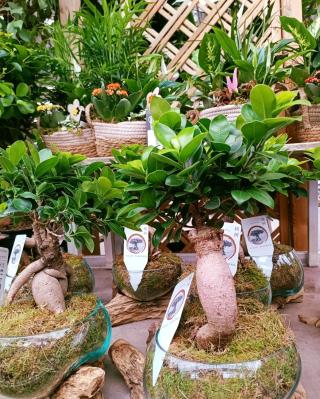 Fleuriste Truffaut 0