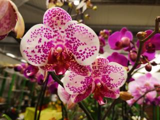 Fleuriste Fleurs Ernst 0