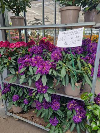 Fleuriste Lecerre Fleurs 0