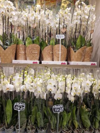 Fleuriste Les Fleurs du Point du Jour 0