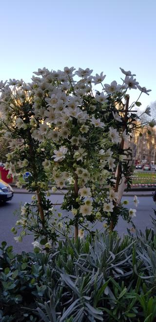 Fleuriste Monceau Fleurs 0