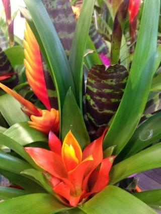 Fleuriste Végétal Banliat La Boutique 1